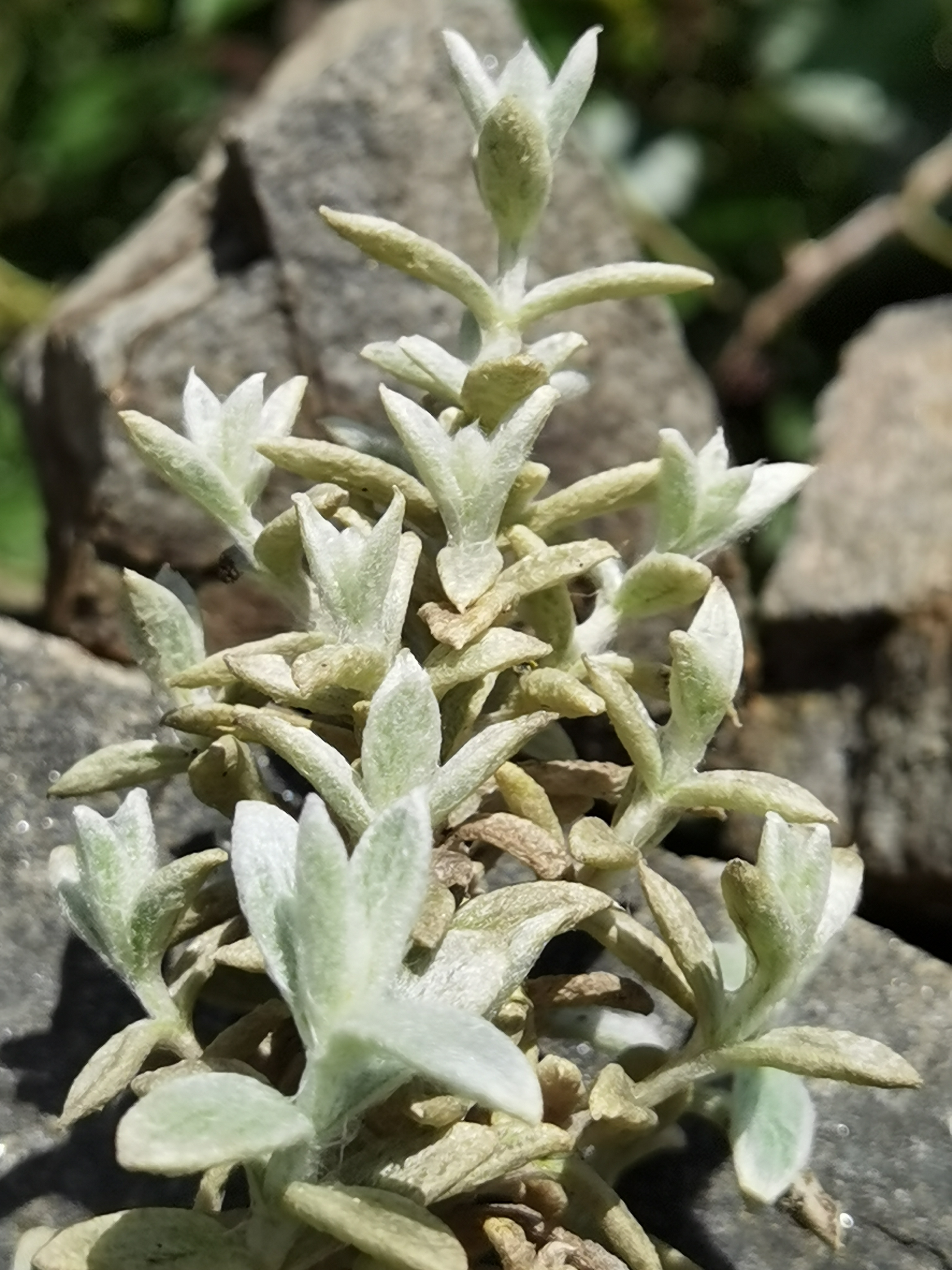 Stachys sp